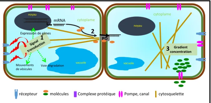 Figure 7. Communication cellulaire entre les différentes cellules qui constituent un organisme  végétal