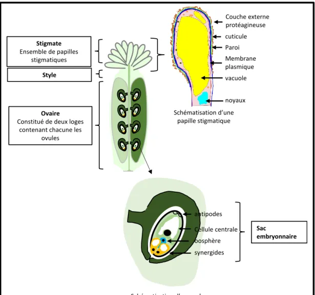 Figure  9.  Organisation  de  l’organe  femelle  chez  Arabidopsis  thaliana.  L’organe  femelle  est  constitué  d’un  ensemble  de  tissu