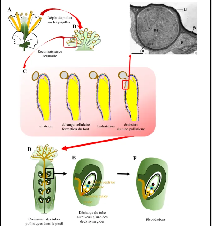 Figure 11. La pollinisation chez les plantes à fleurs. Le pollen contenu dans les anthères à maturité  (A)  se  dépose  sur  les  papilles  stigmatiques  (B)