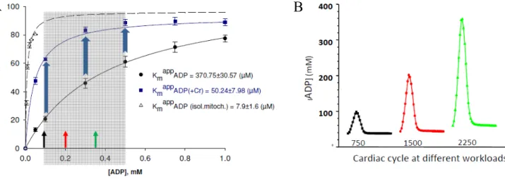 Figure 5. Important role of limited and selective permeability of the mitochondrial outer  membrane and nonequilibrium MtCK reaction coupled to ANT in feedback metabolic  signaling by cytoplasmic ADP between MgATPases and mitochondria in cardiac cells