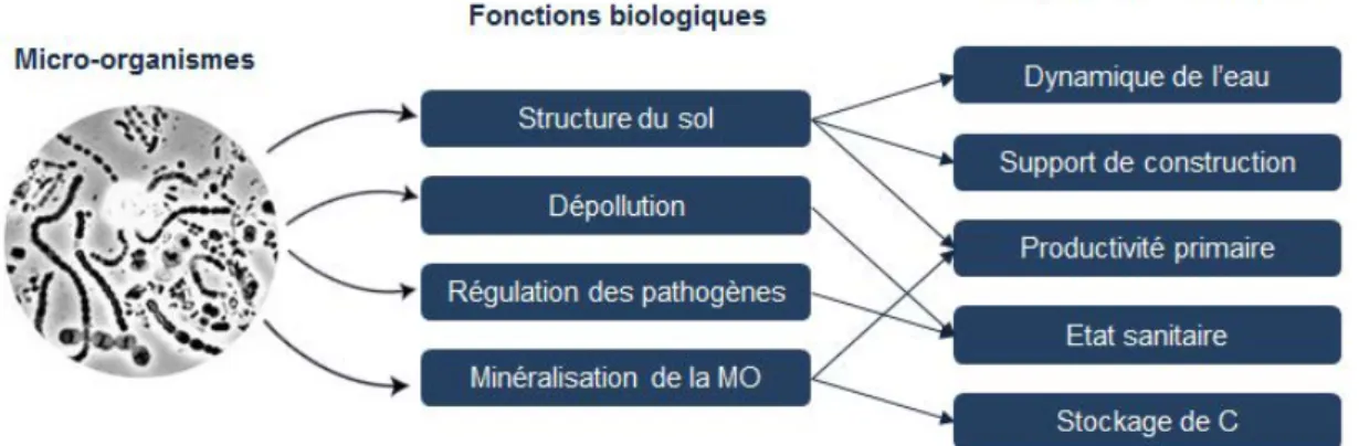 Figure 3. Quelques rôles et fonctions des micro-organismes dans les sols. (Adapté  de Karimi B, 2018) 