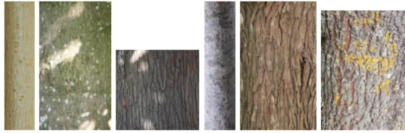 Fig. 1. Example images from Bark-101 dataset.
