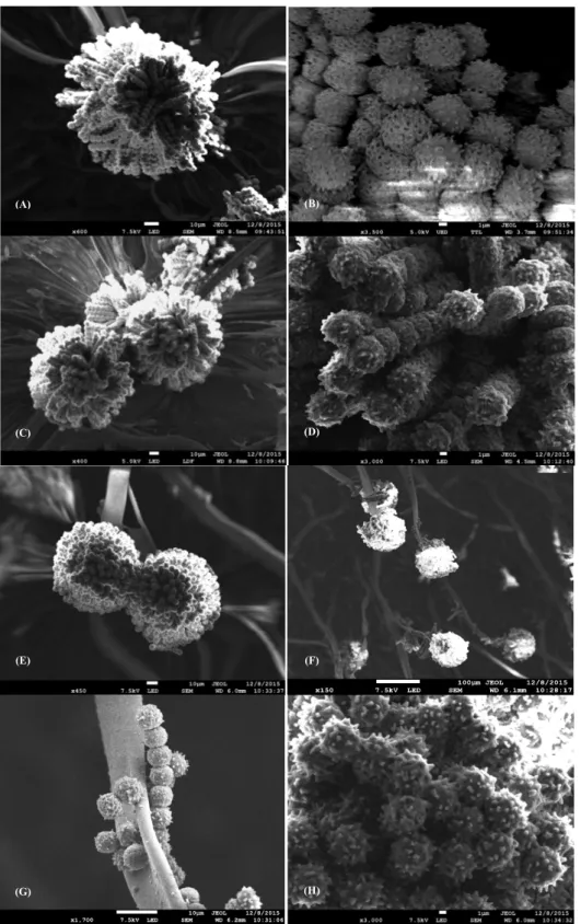 Figure 1. Scanning electron micrographs of the Aspergillus carbonarius S402, cultured on Synthetic Grape Medium (SGM) at 28 ◦ C for four days: (A) A
