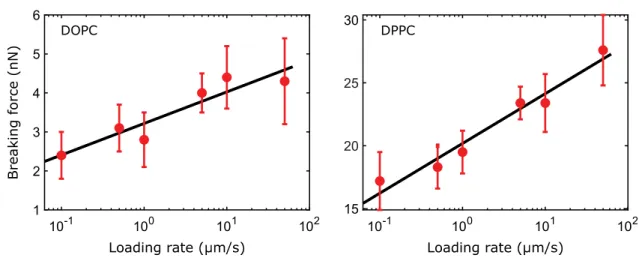 Figure 5: AFM-DFS on DOPC:DPPC (1:1) SLBs, in DPBS buffer. Mean rupture force versus loading rate v (error bars denote standard deviation) for DOPC and DPPC enriched domains