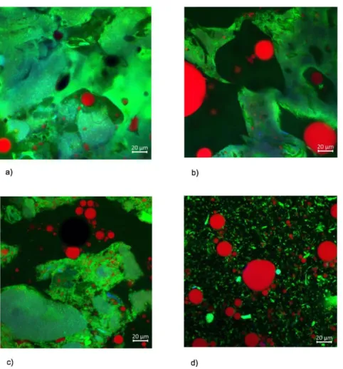 Figure 2. Confocal Microscopy Images; (a) biscuit (b) sponge cake (c), pudding, and (d) custard  at magnification x40 (lipids appear in red, proteins in green, autofluorescence in blue) 