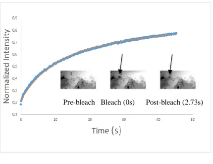 Figure 3. Representative FRAP profiles and images before bleaching and after 0 and 2.73 s (30  th  post-bleaching  image)  for  diffusion  of  FITC-pepsin  in  custard  (a), FITC-pepsin  in  pudding  (b),  FITC-pepsin in  sponge cake (c), FITC-pepsin in bi