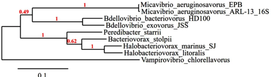 Figure  4 :  Abondances  et  distribution  de  différentes  familles  de  BALOs  dans  trois  grands  lacs  péri- péri-alpins 7 