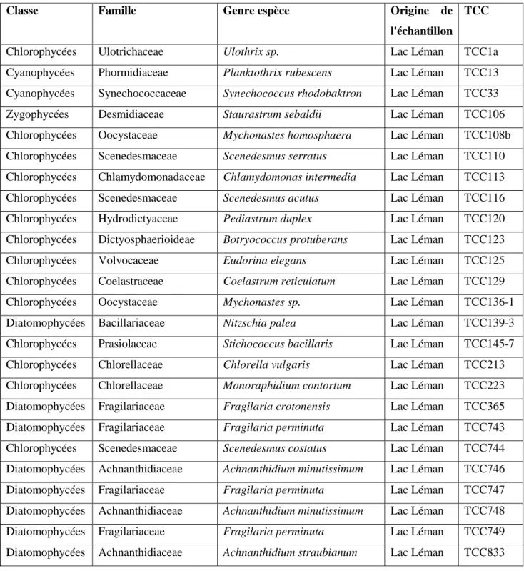 Tableau 4 : Détail des amorces nucléotidiques utilisées 