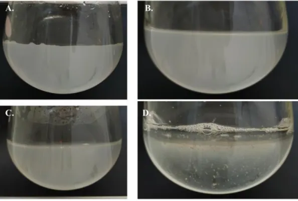 Figure 11 : Photographies de gels d’électrophorèse d’agarose avec les produits PCR utilisant les primers  universels