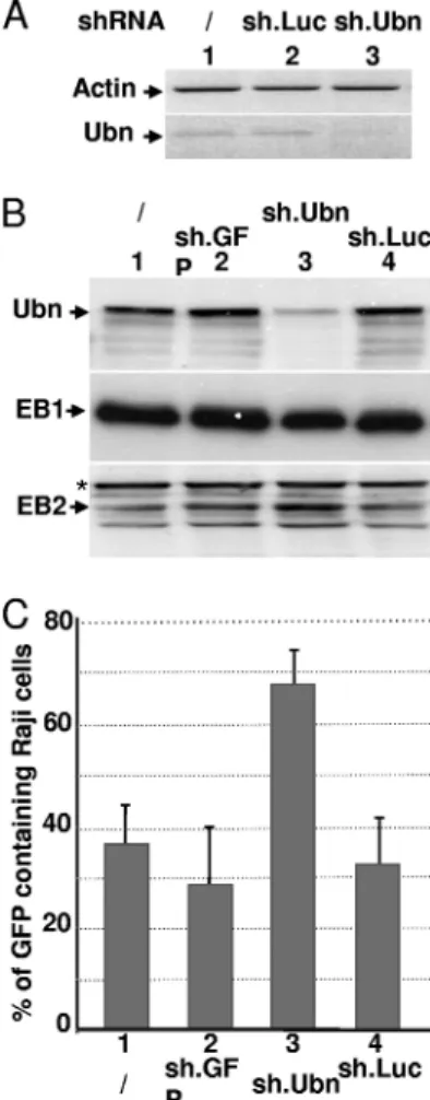FIG. 5. Ubinuclein knockdown allows an increased production of virions. HEK293 EBV cells were infected with lentiviruses coding for an Ubn-1-specific shRNA (sh.Ubn) or an unspecific shRNA, either sh.GFP or sh.Luc, and then transfected with an expression pl