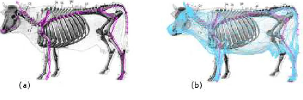 Fig. 2.1 – Un exemple d’un squelette d’animation (en violet) pour une vache.