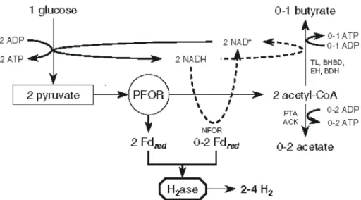 Fig. 2. Fermentation using e.g. Clostridium butyricum (Reprinted from Ref. [49]. With permission of Springer Nature)