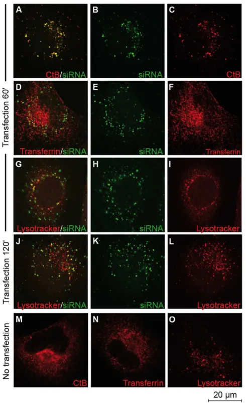 Figure 2. Cellular uptake of CADY:siRNA-FITC complexes in the presence of endosomal and lysosomal markers