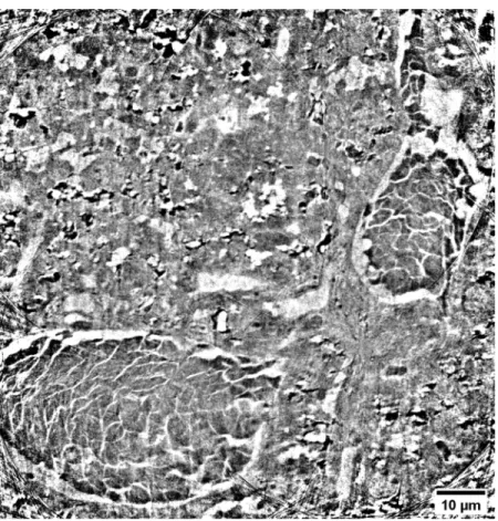 Fig. 6. Slice with enlarged FoV obtained by stitching four reconstructed nanotomographic slices.