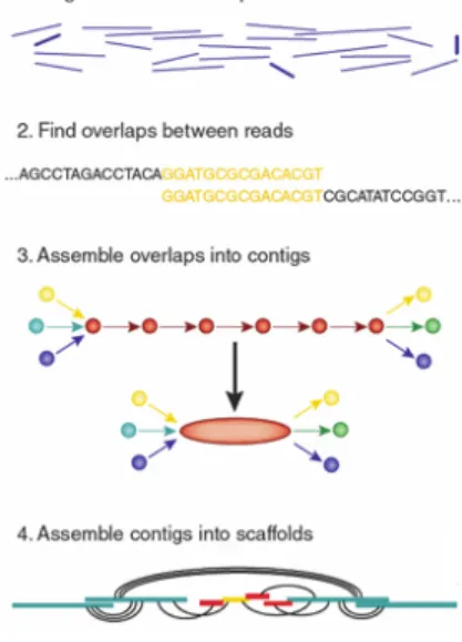 Figure 1: De novo genome assembly
