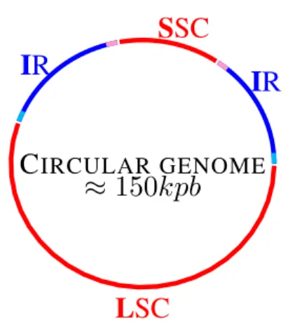 Figure 6: Chloroplast genome structure