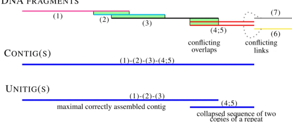 Figure 3: The difference between unitigs and contigs