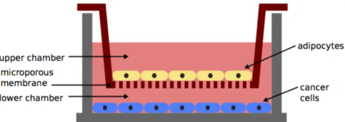 Figure 4: Principle of a co-culture with a Transwell system The cell lines that will be used for the experiments are the following :