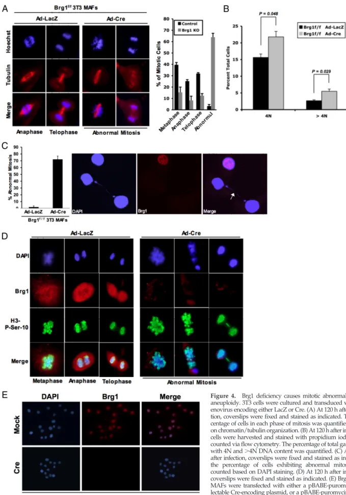 Figure 4. Brg1 deficiency causes mitotic abnormality and aneuploidy. 3T3 cells were cultured and transduced with  ad-enovirus encoding either LacZ or Cre