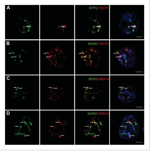 Figure 1. Localization by confocal microscopy of paraspeckle proteins in GH4C1 pituitary cells