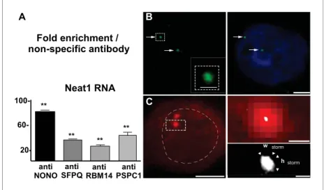 Figure 2. Neat1 RNA in paraspeckle nuclear bodies: association with paraspeckle proteins and visualization by FISH