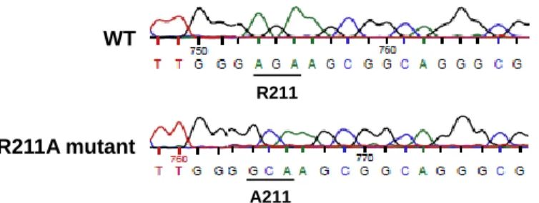 Fig. S1. Sequencing result showing the representative part of the  aph(3')-IIIa gene where the R211A mutation has been introduced