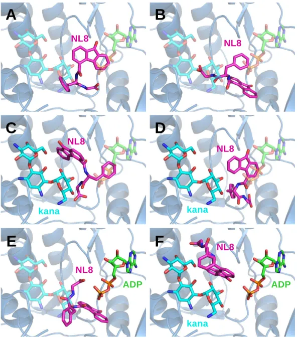 Fig. S3. Predicted binding poses obtained for NL8 by molecular docking using identical parameters either in the APH(3')-IIIa apo protein (A,  B) or in the APH(3')-IIIa·kanamycin A complex (C, D)