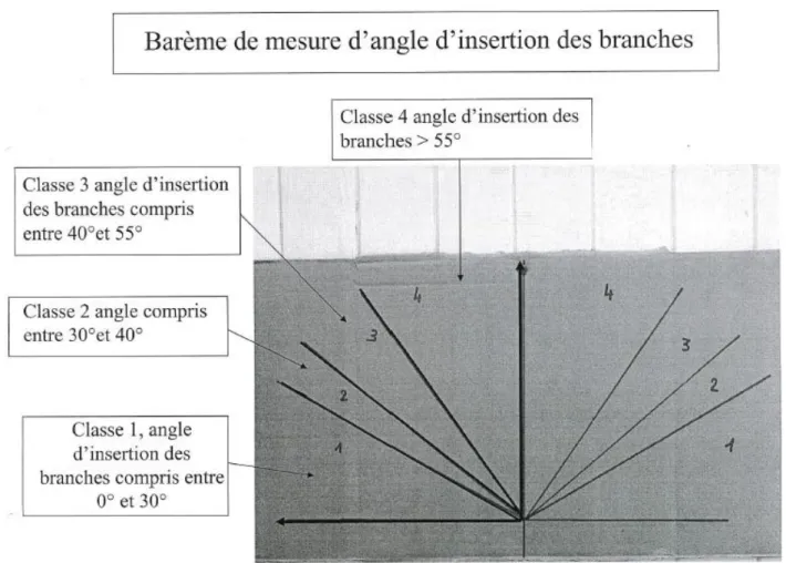Figure 11 : Barème utilisé pour la mesure de l'angle de branche. 