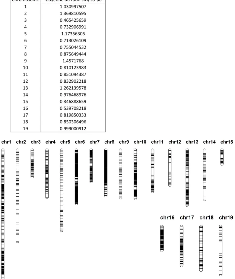 Tableau 2 : Ratio cM/10 5 pb moyen pour chaque chromosome dans le factoriel. 