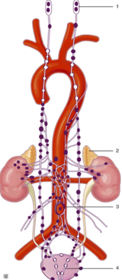 Figure 1 : Localisation possible des phéochromocytomes et des paragangliomes. 1 : paragangliomes de  la tête et du cou ; 2 : phéochromocytomes ; 3 : organe de Zuckenberg ; 4 : paragangliomes vésicaux