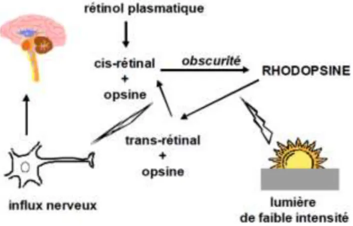 Figure 5 : Rôle du rétinol dans le processus de la vision  d’apr s  Weisse S., 2002. Le rétinol  plasmatique, après transformation en cis-rétinal  se lie à la protéine d’opsine pour former la  rhodopsine  Une fois dégradée  cette rhodopsine permet la produ