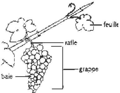 Figure 1 : Différentes parties de la vigne 