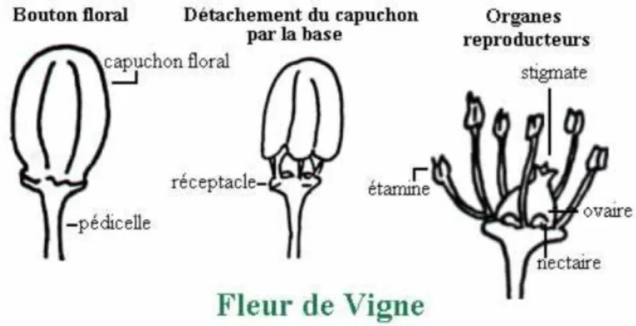 Figure 5 : Bouton floral et organes reproducteurs de la fleur de vigne 