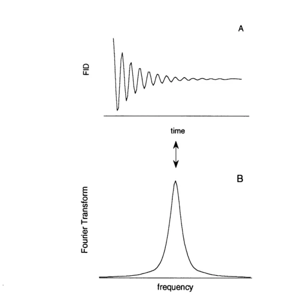 FIGURE  1  A)  Free  induction  decay  (FID)  and  B)  Fourier  transform  of FID.  Area under  transform  curve  (B)  is  equal  to initial intensity  of FID.