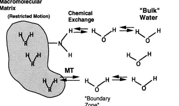 FIGURE  13  Schematic  diagram  describing  water  proton  magnetization  transfer.