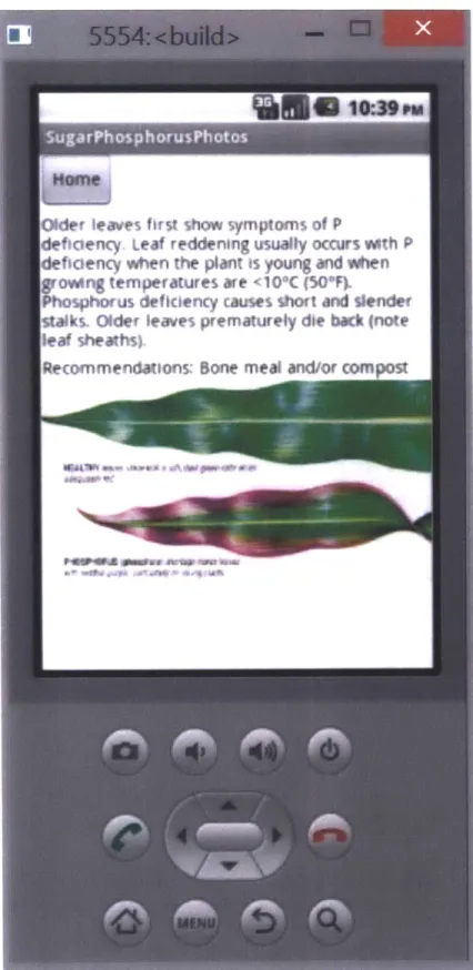 Figure 5: Phosphorus Deficient Sugar Cane Plants Display Purple-Edged Leaves