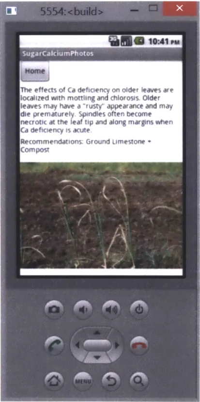 Figure 6:  Calcium Deficient Sugar Cane Tend to have Necrotic Tips