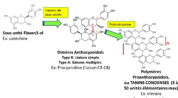 Figure 1 : Structure chimique des tanins condensés 