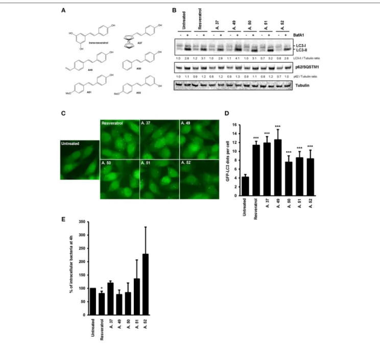 FIGURE 4 | Comparative effects of resveratrol derivatives on the stimulation of autophagy response during infection