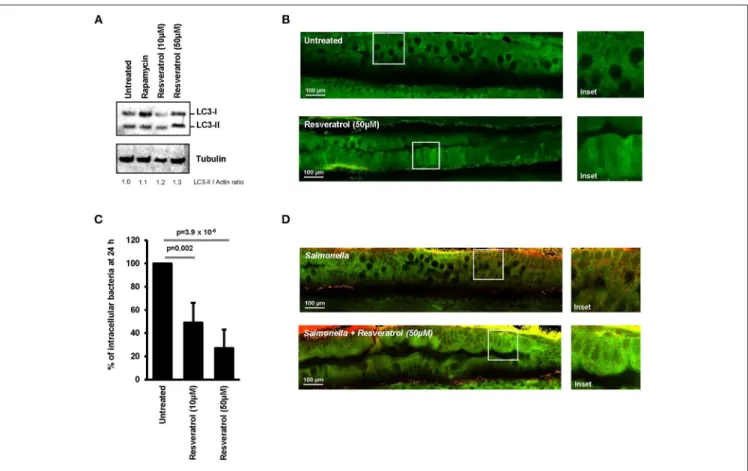FIGURE 5 | Trans-resveratrol induces autophagy and bacterial clearance in a zebrafish model