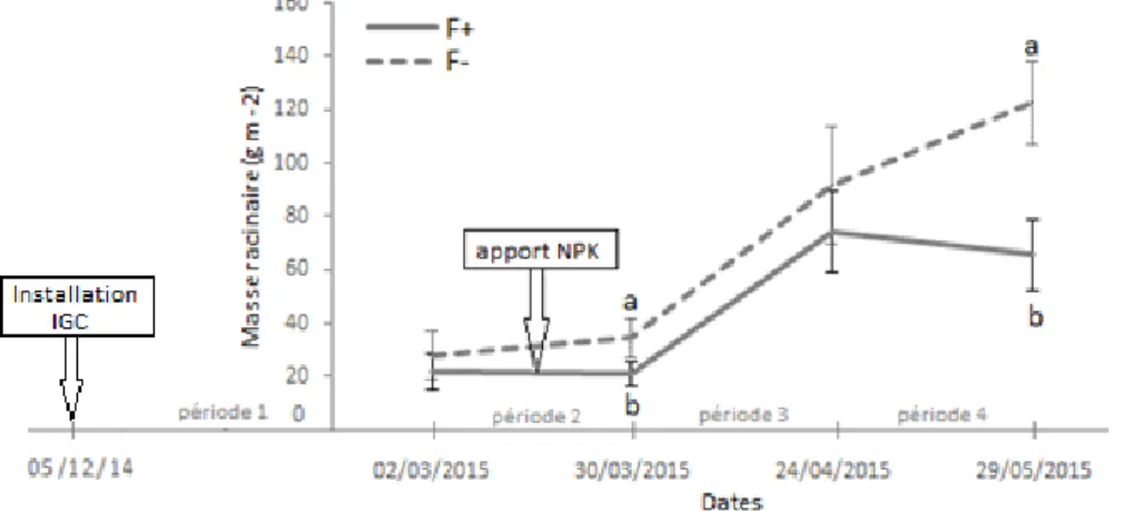 Fig. 5- Biomasse racinaire (g MS m -2 ) produite dans les ingrowth-core à chaque date de prélèvement, pour les traitements de fauche  fertilisée F+ (trait continu) et de fauche non fertilisée F- (trait discontinu)