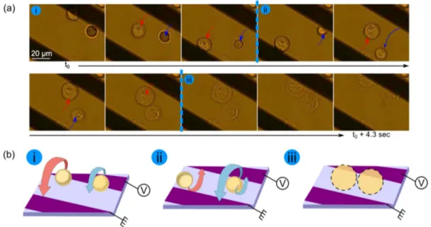 Figure 4. Time-lapse sequence images of cell destruction in conditions of dominant ACEO and ETE ( f = 1 kHz, V pp = 8 V, s m = 2 10 24 S/m) (a) picture of HEK cells taken in a microfluidi chip and (b) schema of the observed motions