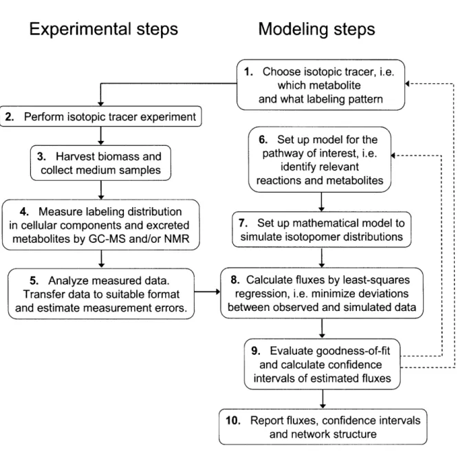 Figure  1-1:  A  schematic  of metabolic  flux  estimation  from  tracer experiments.  Metabolic flux  analysis  is characterized  by  both  experimental  and  analytical  steps