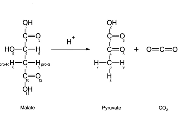 Figure  2-9: Malic  enzyme  converts  malate  to pyruvate.  Note  that one of the  three hydrogen atoms  at C# 6  of pyruvate  is derived  from  the  solvent