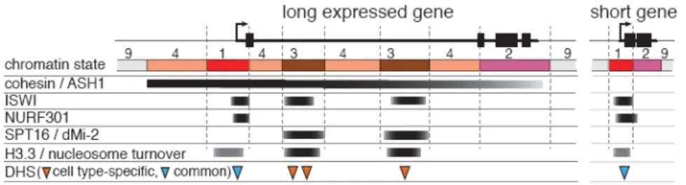 Figure 6. Spatial arrangements of chromatin states associated with active transcription Unlike short or exon-rich expressed genes, expressed genes with long intronic regions commonly contain one or more regions of enhancer-like state 3, associated with spe
