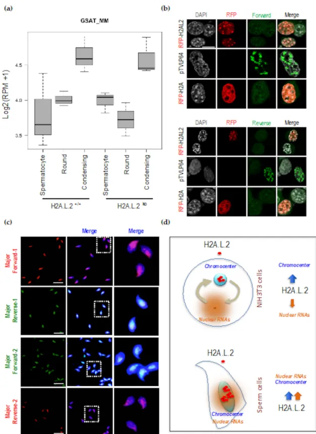 Figure 3. H2A.L.2 pericentric chromatin targeting does not induce RNA expression, but the localized expression of pericentric RNA is associated with the pericentric targeting of H2A.L.2 in spermatozoa