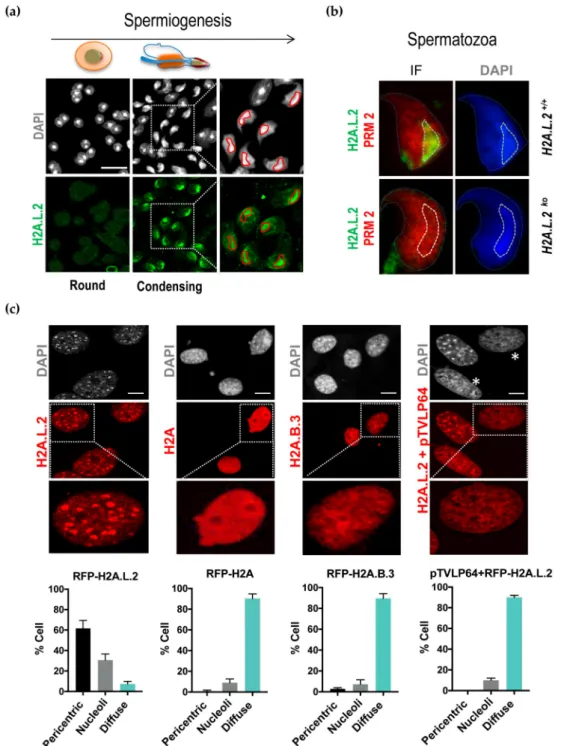 Figure 1. Pericentric localization of H2A.L.2 in condensing spermatids. The intranuclear localization of H2A.L.2 was monitored by immunofluorescence during successive stages of postmeiotic spermatogenesis (a) and in mature spermatozoa from H2A.L.2-WT and H
