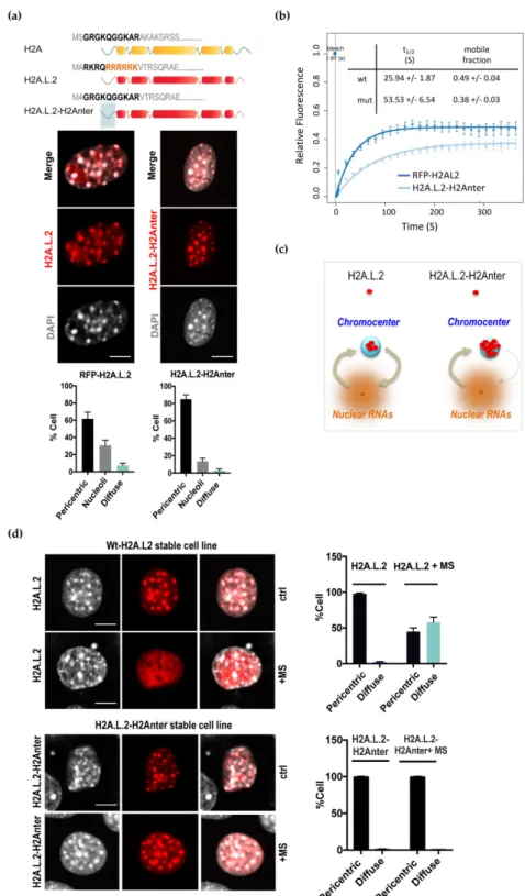 Figure 2. RNA-controlled dynamic pericentric localization of H2A.L.2. (a) NIH3T3 cell transiently expressing RFP-H2A.L.2 or a mutated version of RFP-H2A.L.2 with the replacement of its N-terminal sequence with that of H2A, named H2A.L.2-H2Anter, were obtai