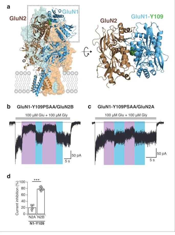 Figure 5. Reversible and subunit-specific photocontrol of GluN1-Y109PSAA/GluN2A receptors