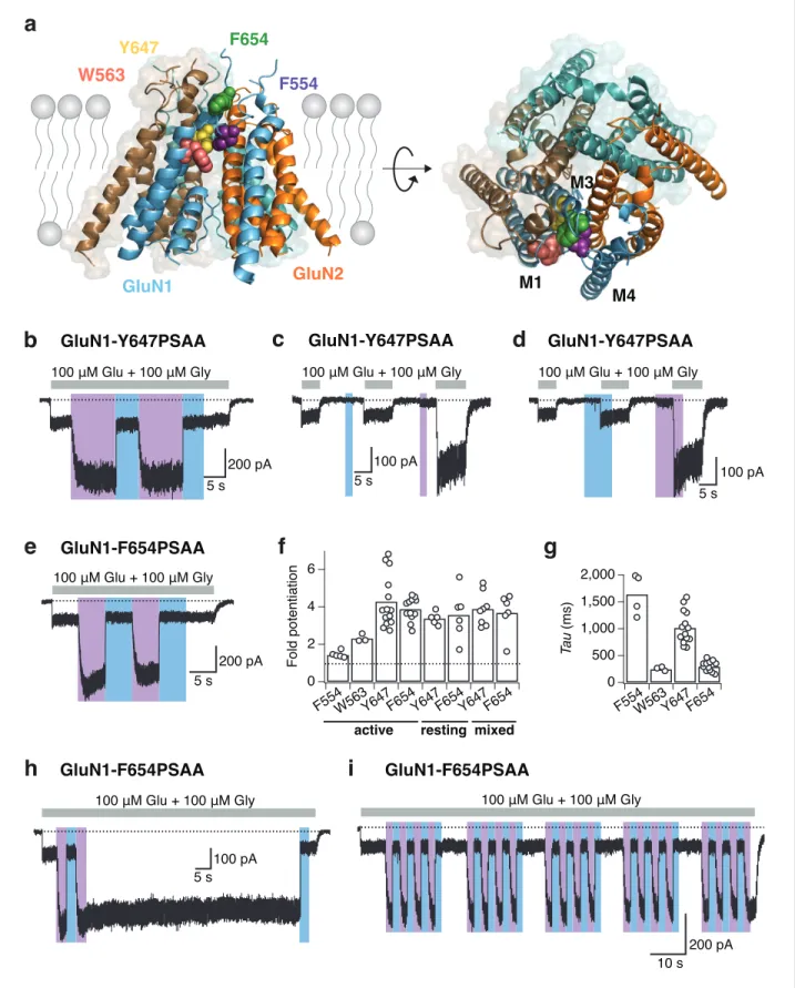 Figure 6. Reversible NMDAR photopotentiation with PSAA at various pore sites. (a) Structure of the GluN1/GluN2 TMD represented by a side (left panel) and top view (right panel)